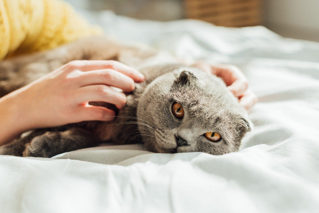 Les Signes de Maladie chez le Chat : Quand Faut-il S’inquiéter ?