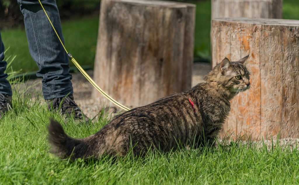 Comment Apprendre à Votre Chat à Marcher en Laisse