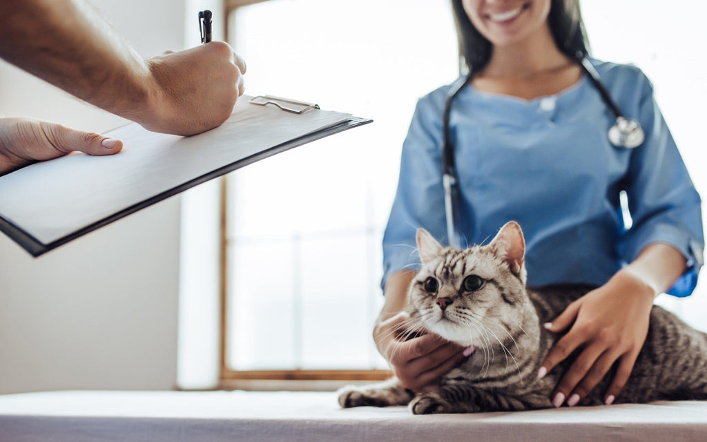 Les Avantages de la Stérilisation/ Castration Chez les Chats