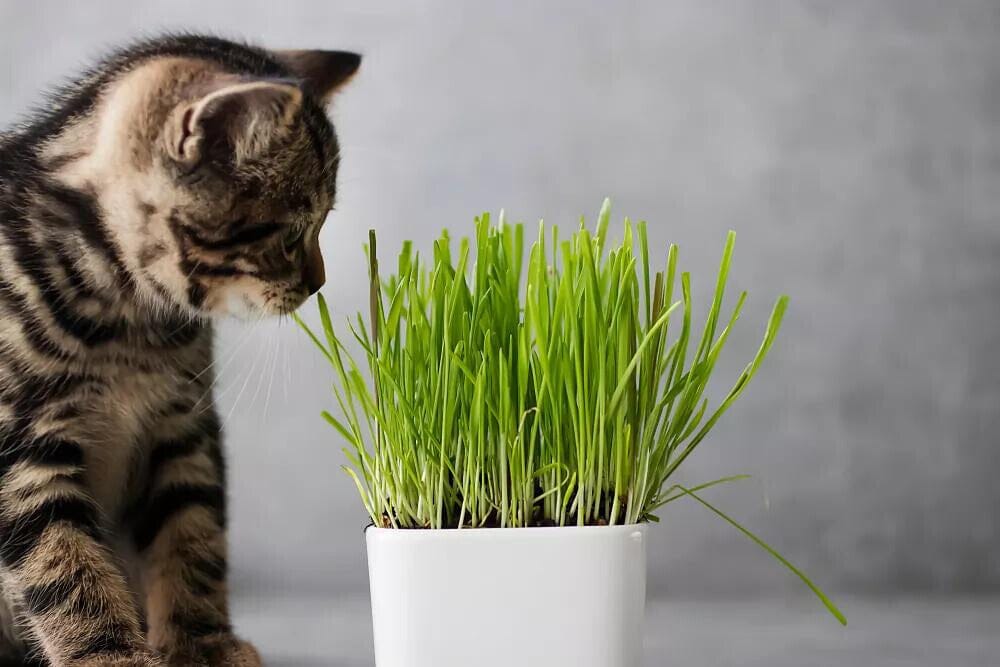 Les effets de la cataire sur votre chat : pourquoi votre chat a besoin d'herbe à chat dans sa vie