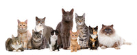 Les 10 meilleures races de chats pour votre famille