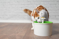 Les avantages des fontaines à eau pour chats : Pourquoi vous devriez en acheter une