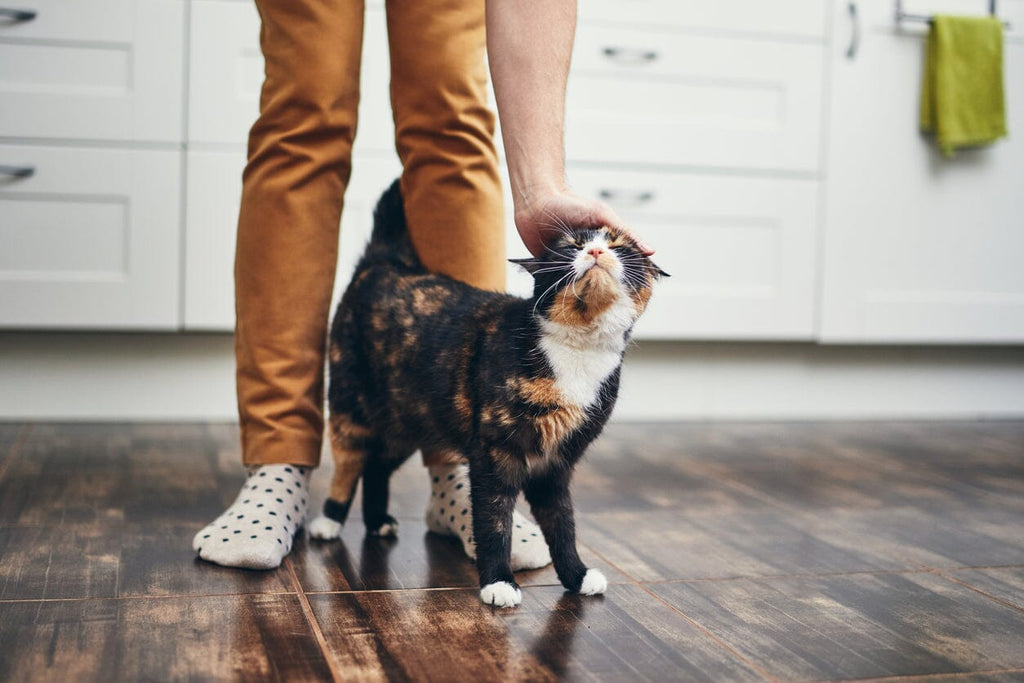 Comment préparer votre maison pour accueillir un nouveau chat