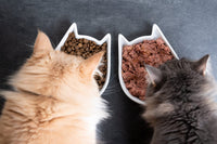 Conseils pour une alimentation saine et équilibrée pour votre chat