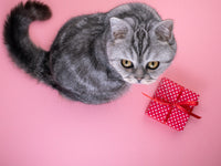 Carte Cadeau LeChatPercher – Le Cadeau Parfait pour les Amoureux des Chats