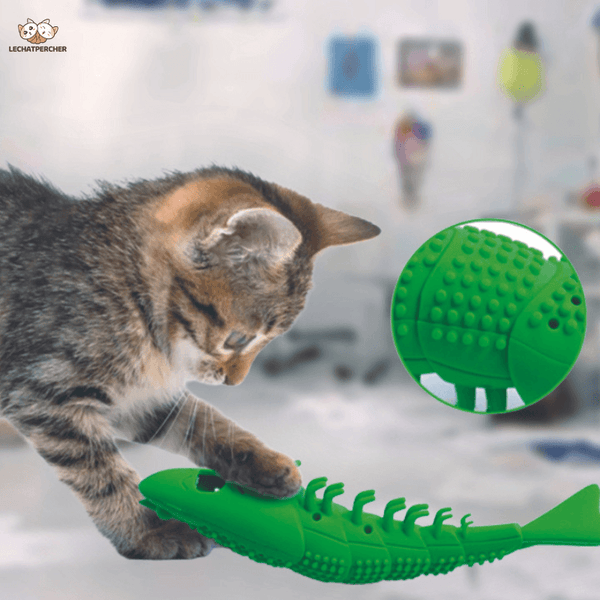 Boules de cataire XGXN 3 Pack pour chats, Boules de Algeria